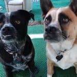 Charlotte and George (two mixed-breed dogs) are shown in this file photo.