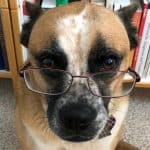 Tan dog with reading glasses sitting in the library.