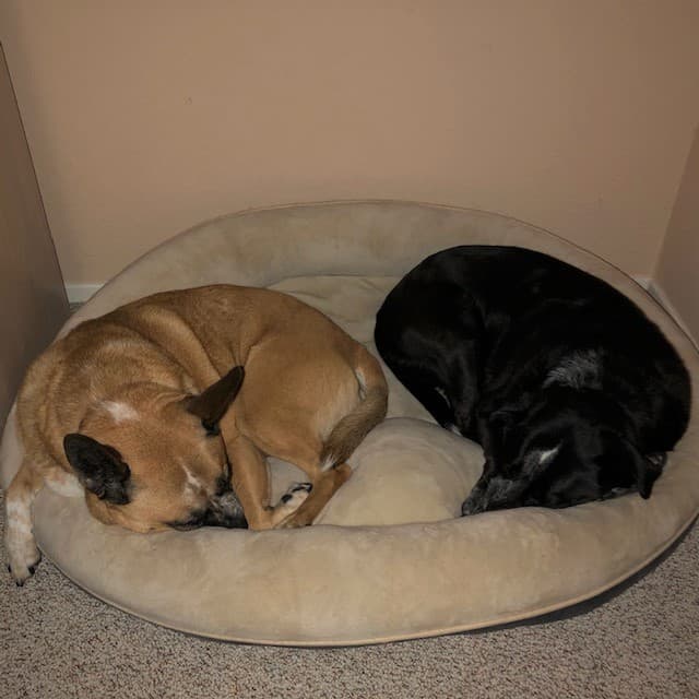 What Is A Bonded Pair Of Dogs