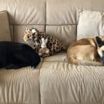 Two mixed-breed dogs lying on the loveseat
