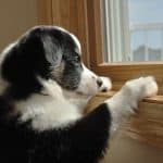 Tricolored austrailian shepard looking out window for owner
