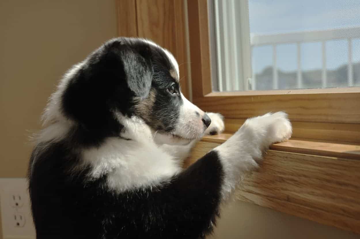 Separation Anxiety in Rescue Dogs Symptoms and Solutions