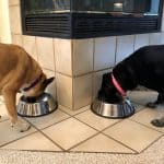 My two mixed breed rescue dogs munching happily on their Fromm's Kibbles from Amazon stainless steel bowls. Love the dog food and bowls!