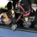 Two dogs going for a car ride on a cold day hanging out the car window.
