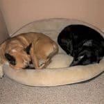 Easy to wash bolster bed with two dogs curled up together.