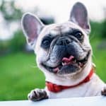 White Pug jumping up to get owners attention. What is she trying to tell her owner?
