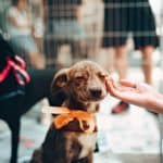 Small dog with bow being petted at the kennel.