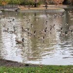 Large flock of ducks and geese on small lake.