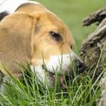 Cute Beagle eating grass by a tree.