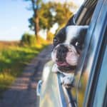 White pug looking out a car window riding through the countryside.