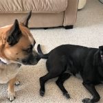 Brown and black dogs sitting quietly.