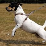 Large white dog lunging while on leash.