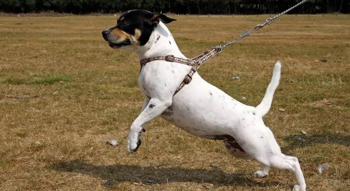 Why is My Normally Nice Dog So Reactive When on a Leash?