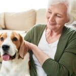 Senior woman petting her Beagle