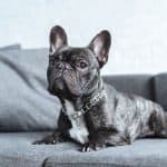 Sweet black and white French Bulldog Lying on a grey apartment sofa
