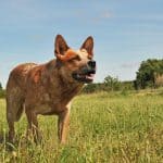 Stray Reddish Brown Cattle Dog needing adoption