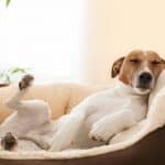 White dog with brown ears sound asleep with back feet up in the air having a nightmare.