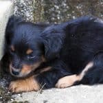 Frightened Black and Brown Puppy Who Has Been Abandoned Lying in a Corner
