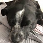 Black mixed breed dog sleeping in Mom's bed