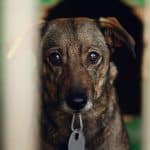 Brown dog in a shelter looking eagerly toward a visitor.