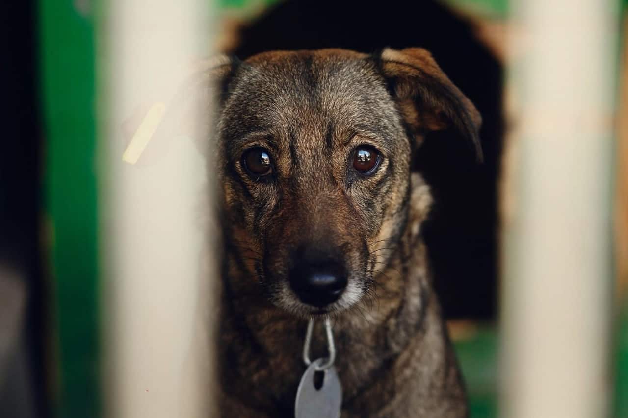 Are Rescue Dogs Grateful to be Adopted after Living in a Shelter?