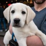 Newly adopted yellow lab puppy with his happy owner.