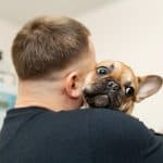 Rescued French Bulldog Clinging to His Owner with A Worried Look On His Face