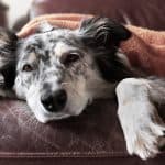 Sad black and white dog in his bed missing his owner