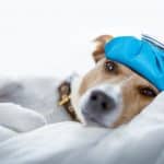 Jack Russell Terrier Recovery from Chemotherapy