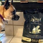 Tan dog staring at bag of dry kibbles
