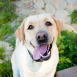 White lab recue dog with tongue out looking happy in garden
