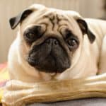 White pug with black ears guarding a huge bone