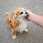 Small brown shelter dog looking up expectantly at new owner