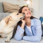 White dog on floor licking woman