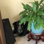 Small black dog hiding in a corner behind a plant