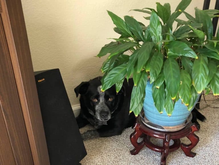 Why is My Dog Hiding in Corners and Behind Plants?