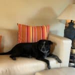 Black dog steals owners seat on the sofa