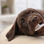 Sweet, brown lab puppy with a toothbrush in his mouth.