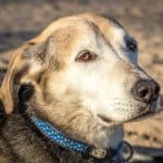 Senior dog on the beach who needs to be adopted.