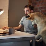 Man working at home computer with huskie dog by his side