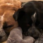 Brown and black bonded pair of dogs sleeping together