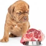 Puppy staring at dog bowl filled with raw steak