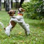 two dogs dancing together in a park