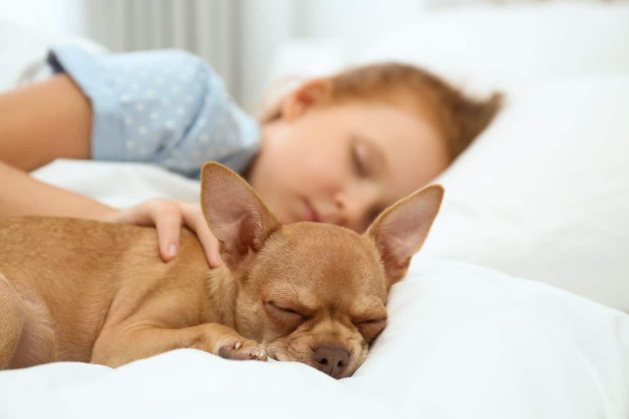 How Do Dogs Choose Who to Sleep With? 9 Possible Factors