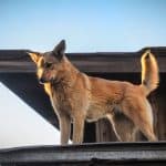 Tan colored dog standing high roof of house