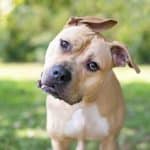 Pitbull outdoors listening to loud noise waiting to be adopted.