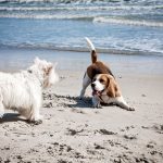 Beagle happily playing with small white dog at the beach