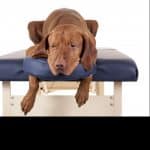 Large chocolate lab on chiropractor's table