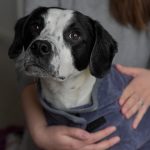 Black and white rescued dog looking tentative as foster parent wraps him in a blanket.
