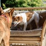 Small dog on outdoor loveseat exhibits antisocial behavior by growling at larger dog